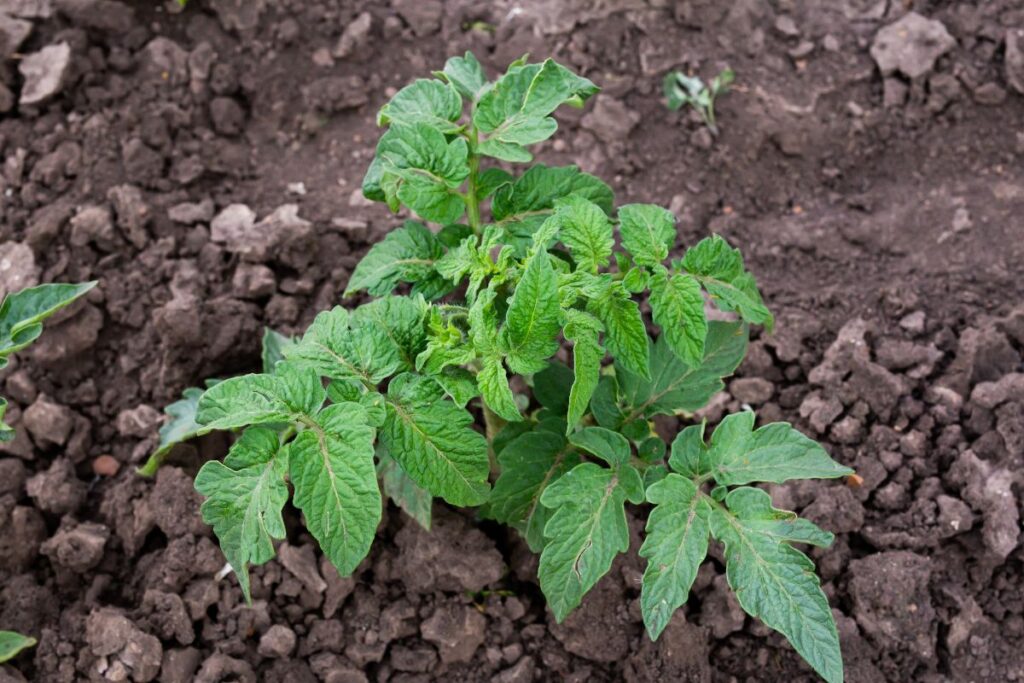 How to Plant Cucumbers With Tomatoes