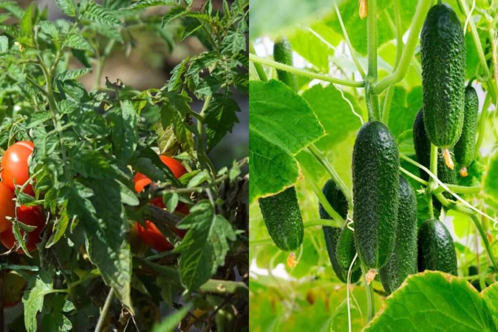plant cucumbers and tomatoes together