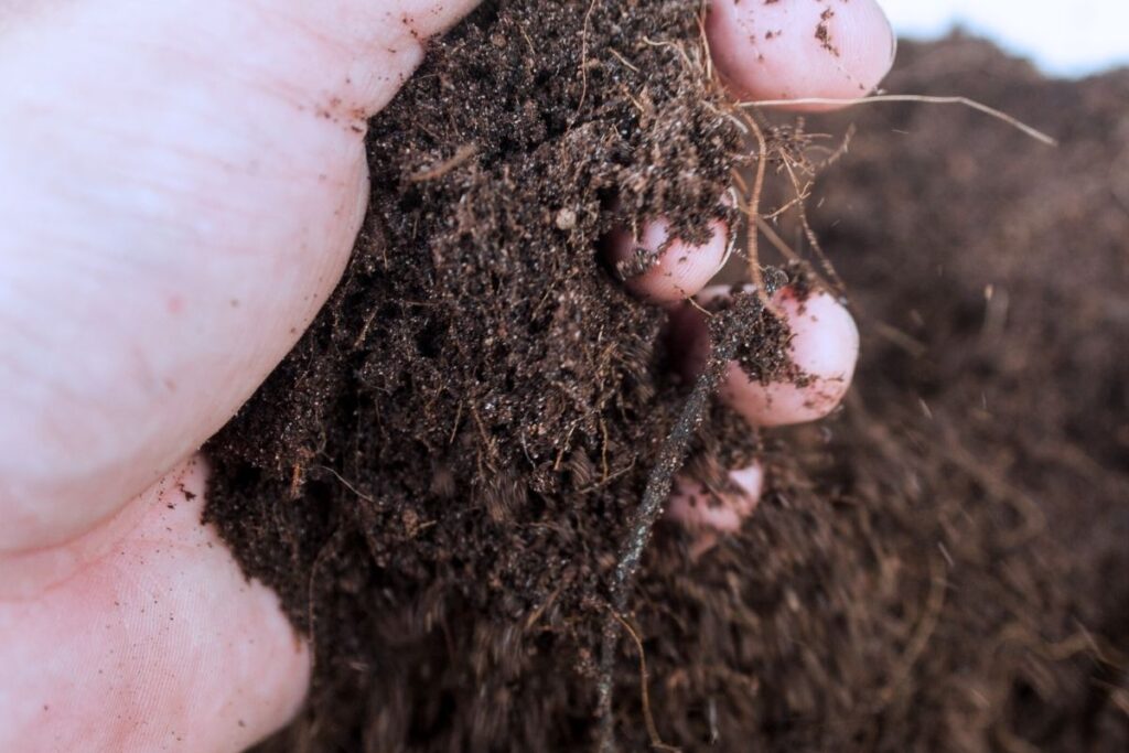 right soil for growing cucumbers in container