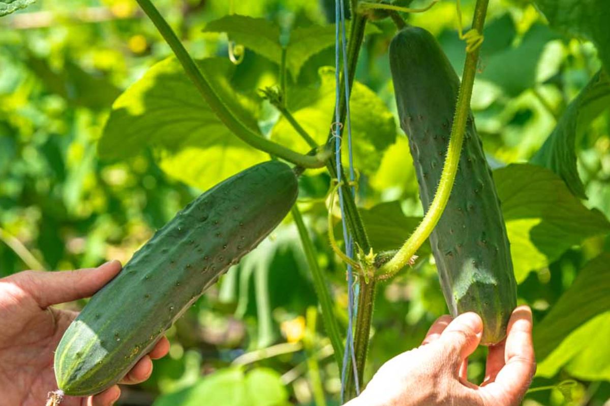 Bush Cucumbers The Complete Guide to Growing and Enjoying Different Varieties Happiness Cucumber
