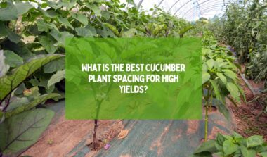 Best Cucumber Plant Spacing