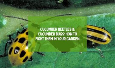 Cucumber Beetles