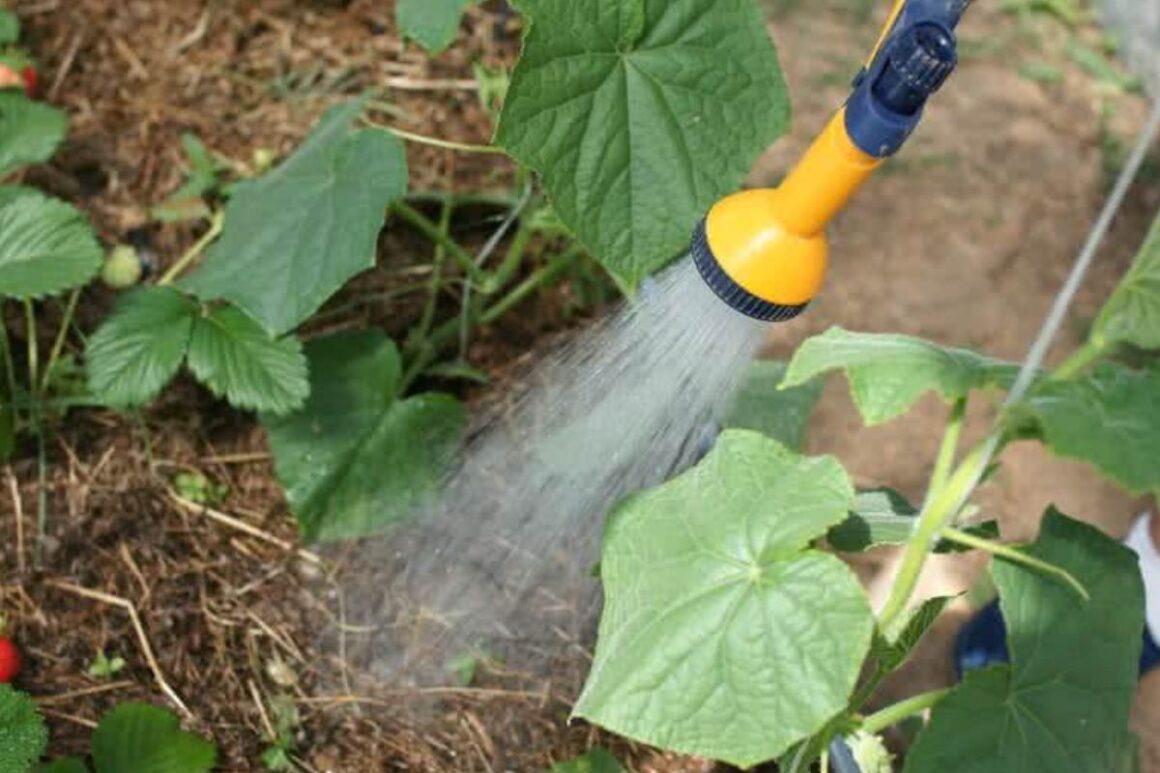 What Are Cucumber Water Requirements? FAQs Answered Happiness Cucumber