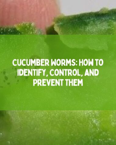 Cucumber Worms