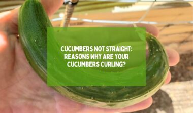 Cucumbers Not Straight Cucumbers Curling