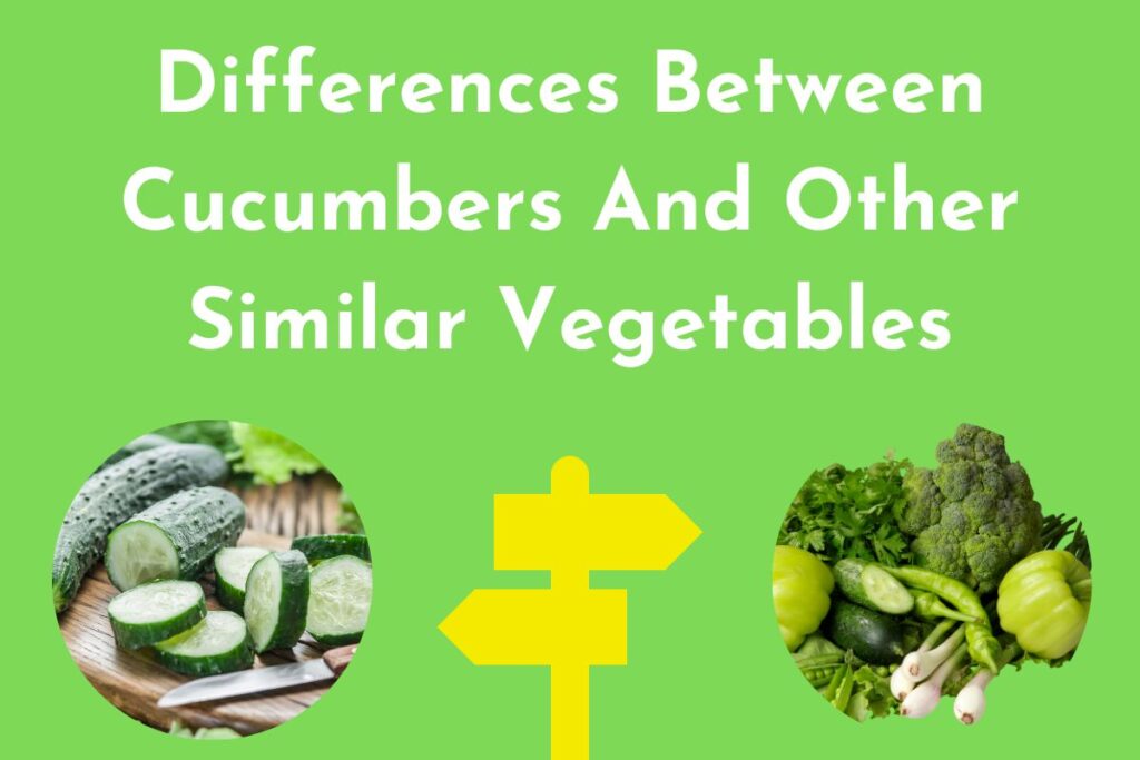 Differences Between Cucumbers And Other Similar Vegetables