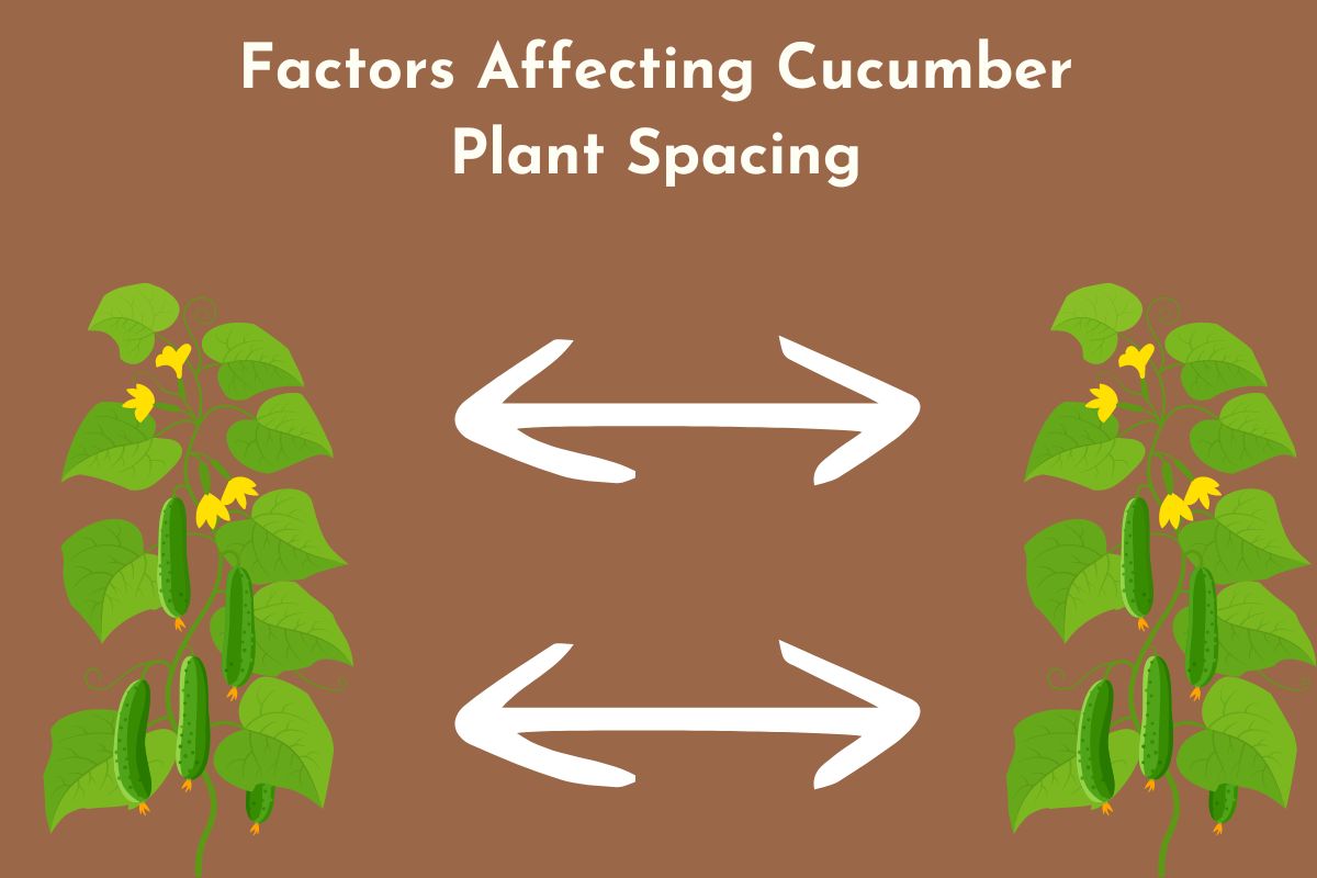 spacing for cucumber plants        
        <figure class=