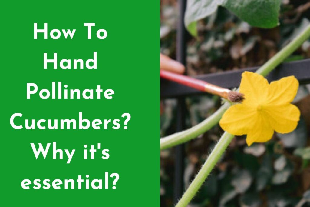 Hand Pollinate Cucumbers