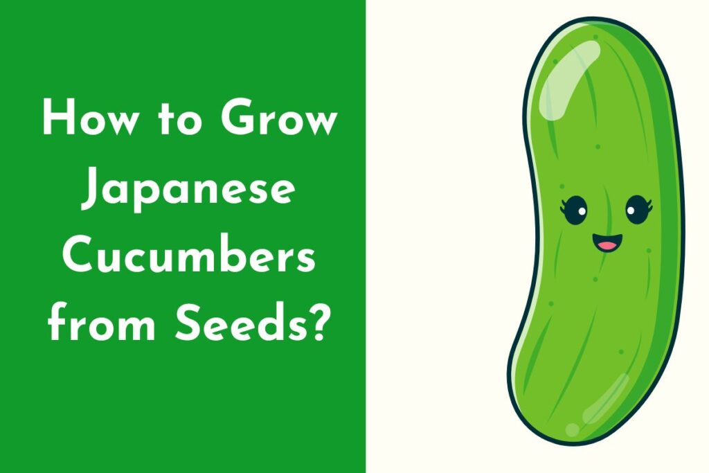 How to Grow Japanese Cucumbers from Seeds