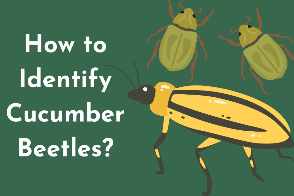 Cucumber Beetles & Cucumber Bugs How To Fight Them In Your Garden