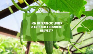 Train Cucumber Plants