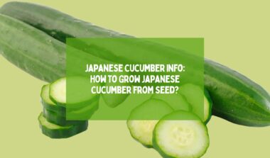 Japanese Cucumber Info