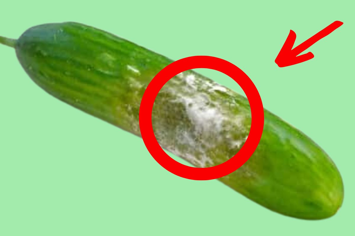 Bad Cucumbers Symptoms, Prevention, and Side Effects Happiness Cucumber