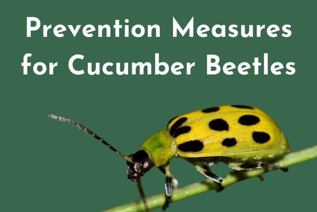 Prevention Measures for Cucumber Beetles