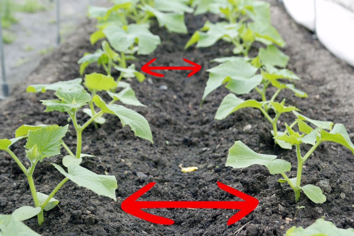 What Is The Best Cucumber Plant Spacing For High Yields Happiness   Recommended Spacing For Cucumber Plants 