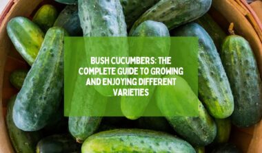 Bush Cucumbers