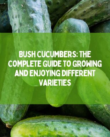 Bush Cucumbers