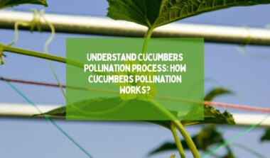 Cucumbers Pollination Process