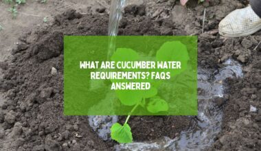 Cucumber Water Requirements