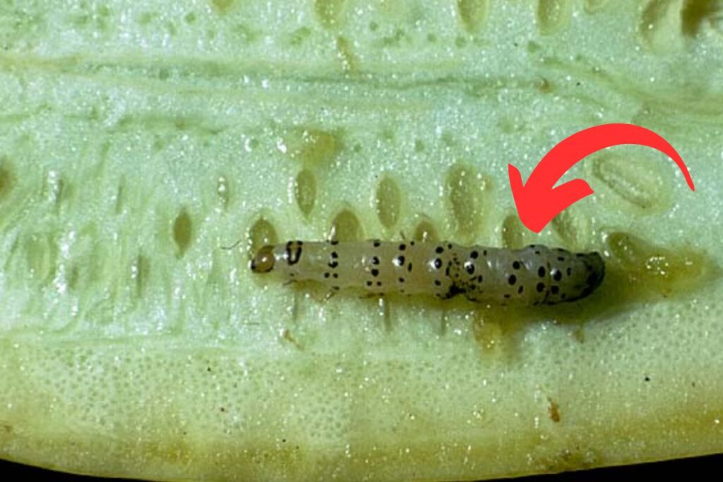 What are cucumber worms?