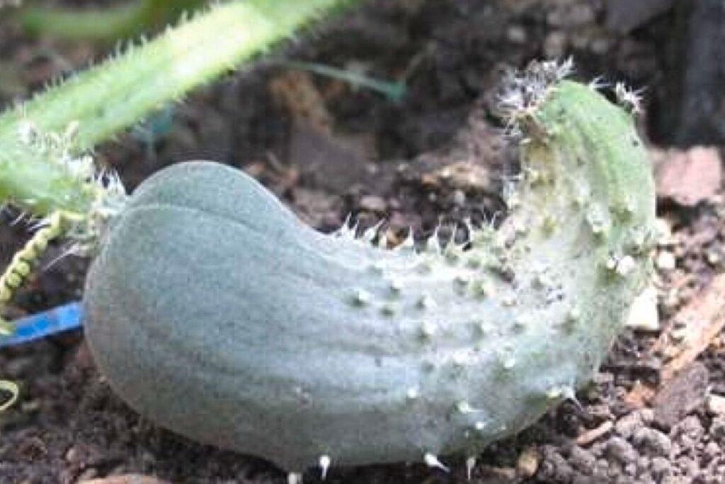 cucumbers pests and disease