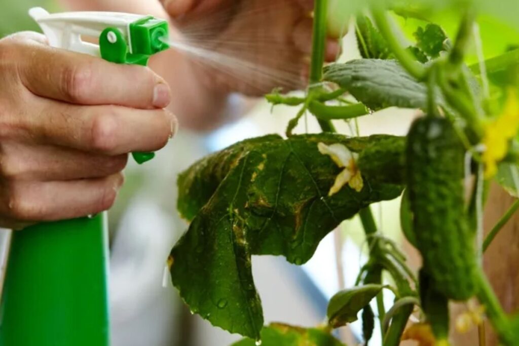 hand watering cucumber plants