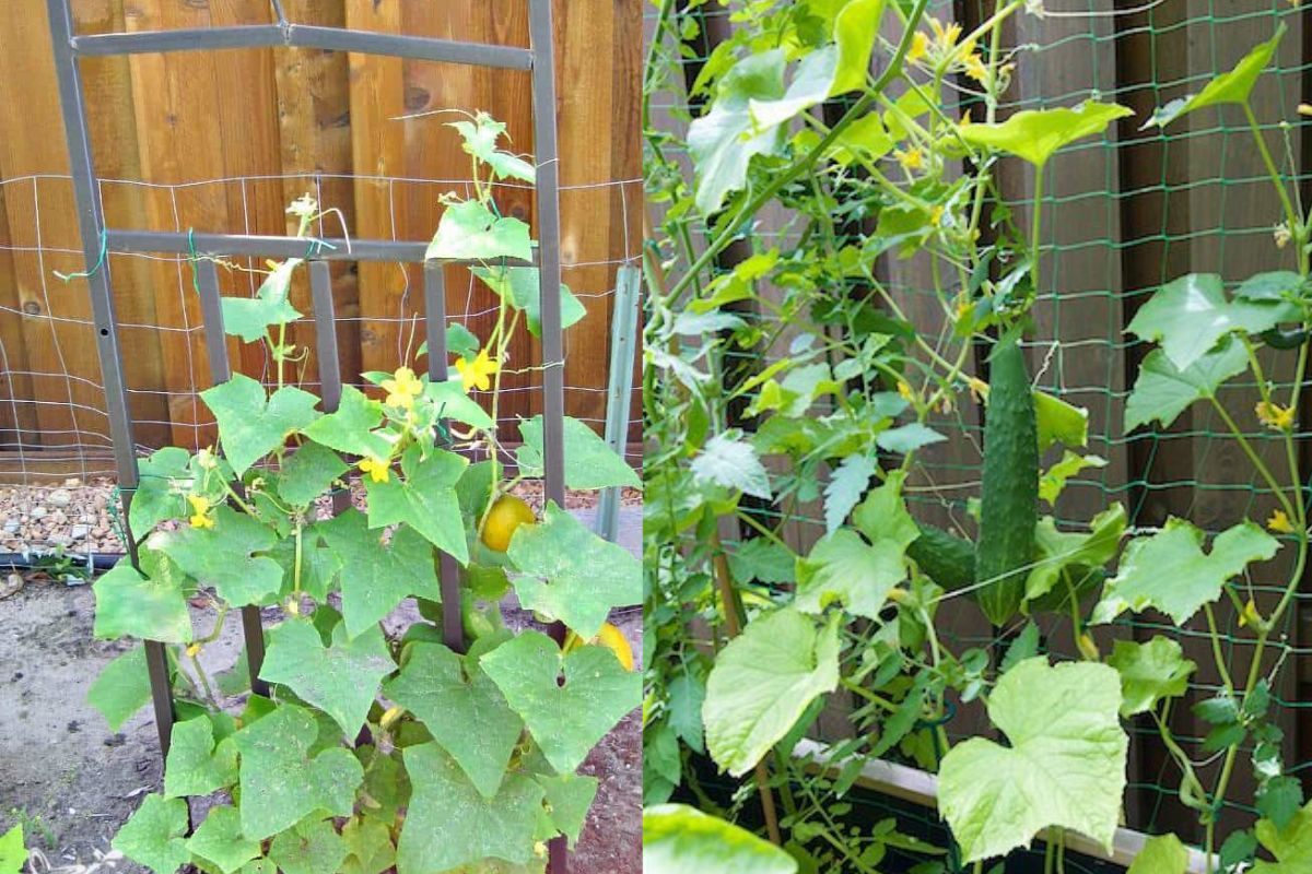 How to Train Cucumber Plants for a Bountiful Harvest? - Happiness Cucumber