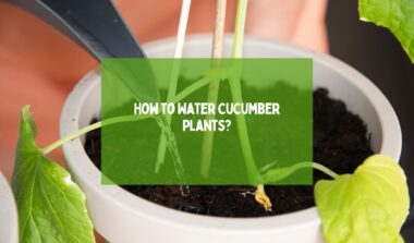 watering cucumber plants