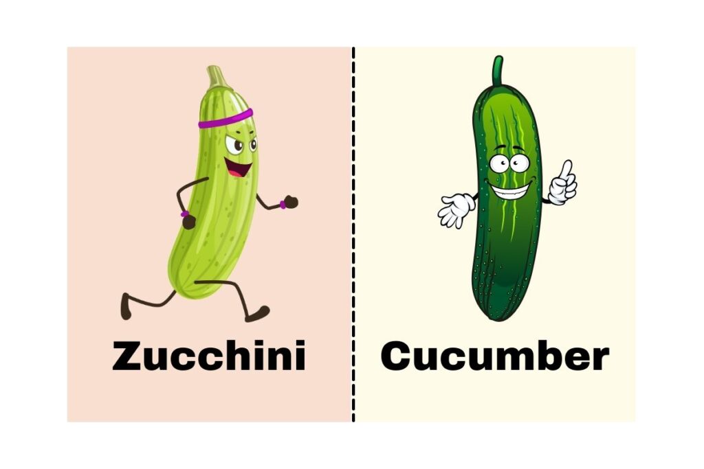 zucchini vs cucumber - what are the similarities