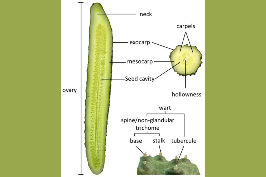 Anatomy of a Cucumber