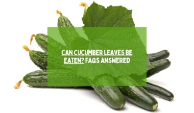 Can cucumber leaves be eaten FAQs Answered