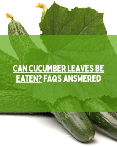 Can cucumber leaves be eaten FAQs Answered