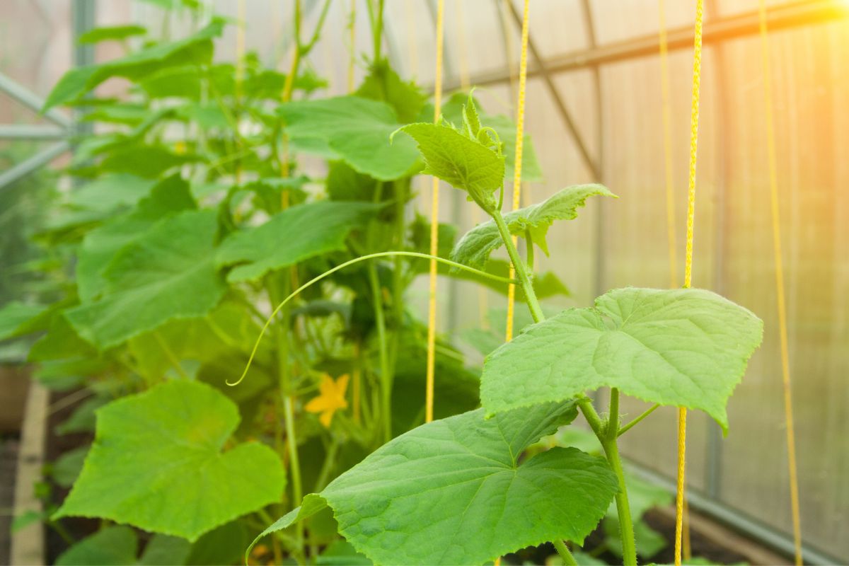 Can cucumber leaves be eaten? FAQs Answered Happiness Cucumber