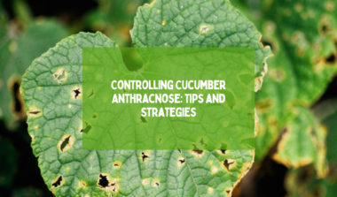 Controlling Cucumber Anthracnose