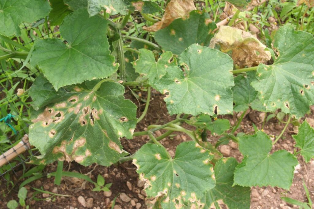 Cucumber Anthracnose Symptoms