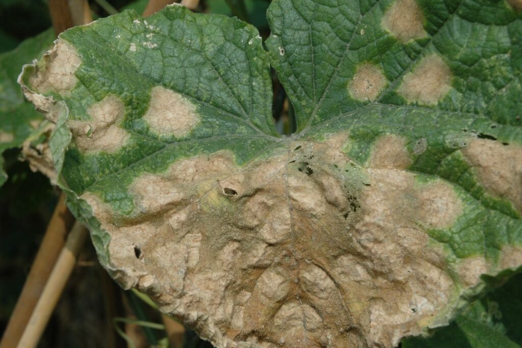 Cucumber Anthracnose Treatment