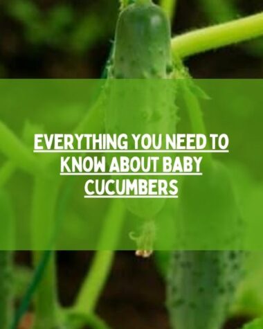 Everything You Need to Know About Baby Cucumbers