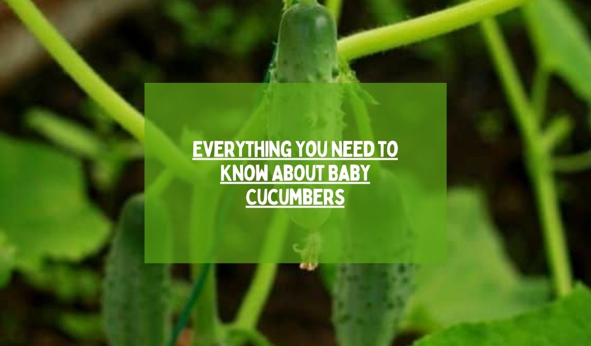 Everything You Need to Know About Baby Cucumbers Happiness Cucumber