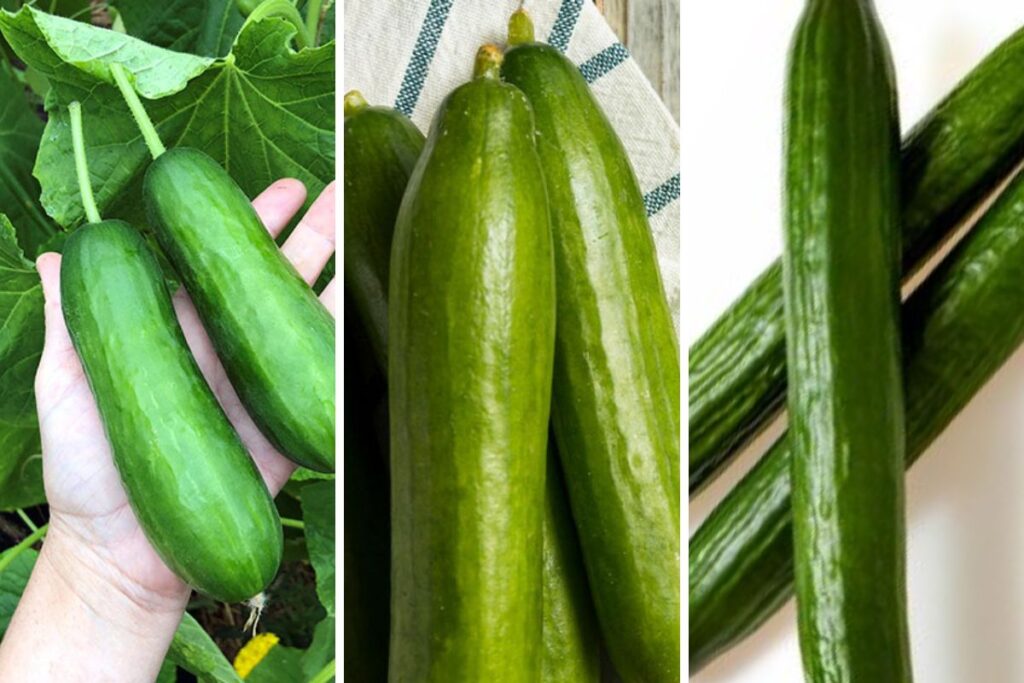 Exploring the Best Cucumber Varieties for Different Purposes