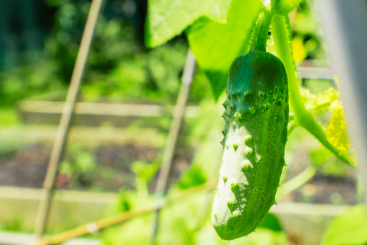 Kirby Cucumber A Versatile and Nutritious Addition to Your Kitchen