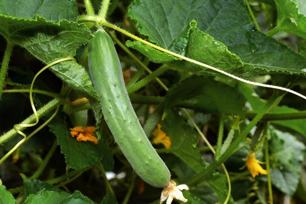 How to Grow Seedless Cucumbers 
