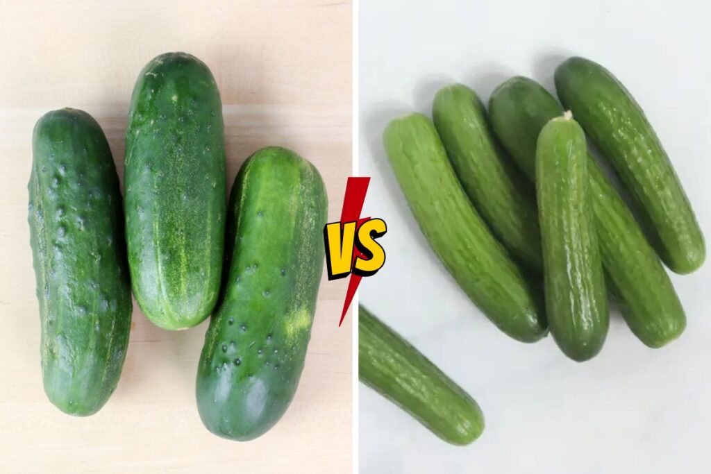 Kirby Cucumber vs. Persian Cucumber