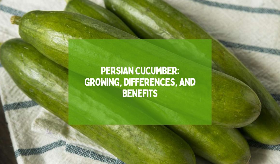 Persian Cucumber Growing, Differences, and Benefits Happiness Cucumber