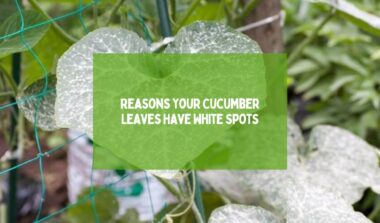 Reasons Your Cucumber Leaves Have White Spots