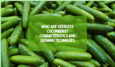 What Are Seedless Cucumbers