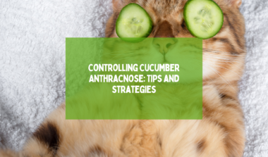 Why Cats Are Afraid of Cucumbers