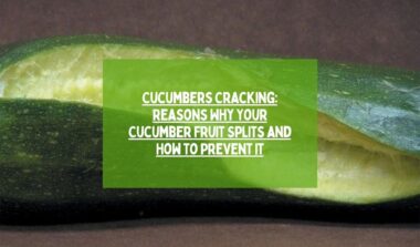 cucumber crack