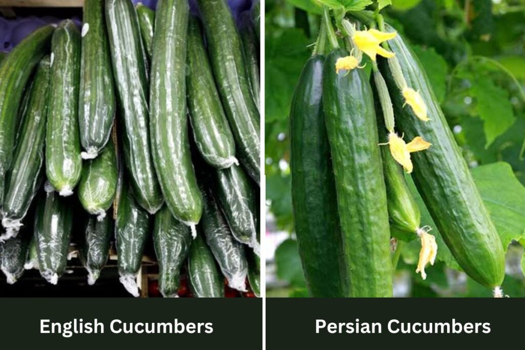 difference between Persian cucumbers and English cucumbers