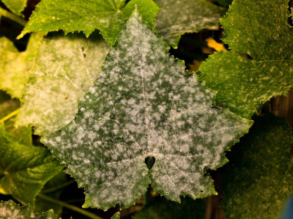 Reasons Of White Spots On Cucumber Plants 