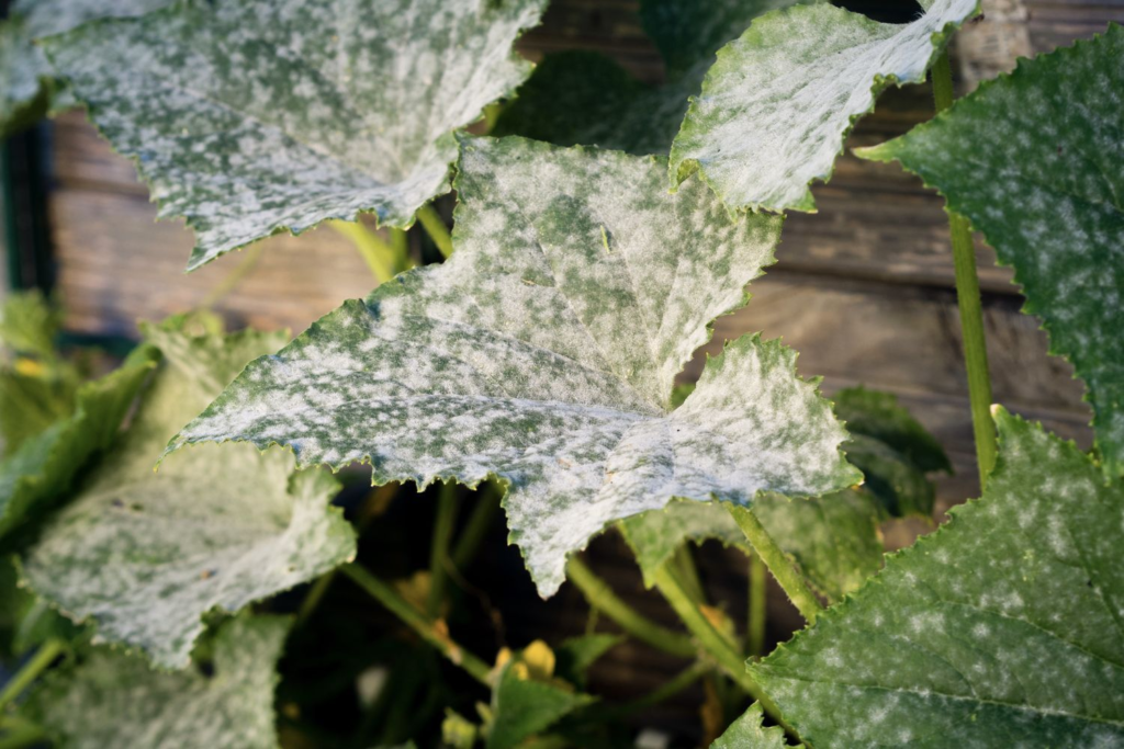 Powdery Mildew in Cucumbers